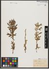 Foto von Salix alba L.